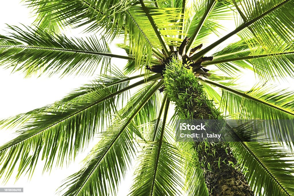 Кокосовая пальма - Стоковые фото Без людей роялти-фри