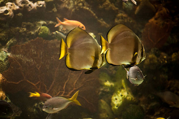 Fishkeeper 40+ Fishkeeper Stock Photos, Pictures & Royalty-Free Images - iStock
