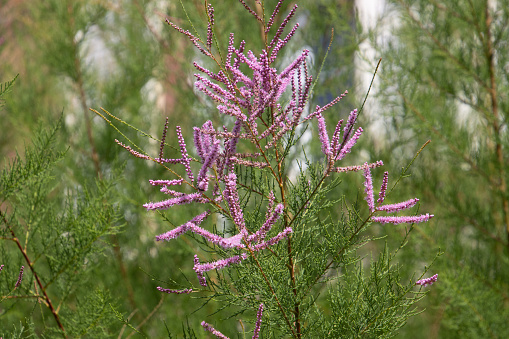 blossoms of a tamarix ramosissima also called salt cedar or tamarisk