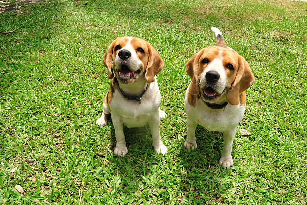 istock Beagle puppy dogs sitting on green yard 181808986