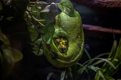 Reptile Photography - shooting portraits of snakes specifically pythons and anacondas at a local aquarium.