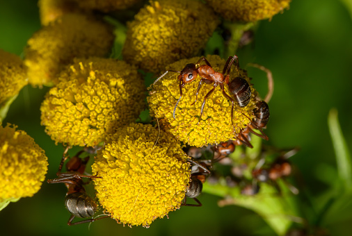 Aphids and ants living in symbiosis on a blooming flower