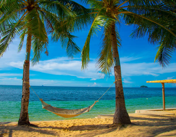 istock A scenic tropical beachside landscape featuring swaying coconut trees 1818099807