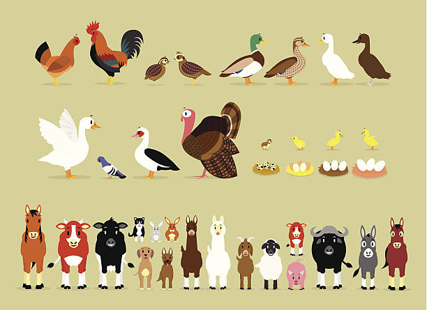 Cartoon Farm Characters (Part 2) Cute Cartoon Farm Animal Characters including Birds (Hen, Rooster, Brown Quails, Mallard Ducks, Domestic Ducks, Goose, Pigeon, Muscovy Duck, Turkey, also Baby and the eggs of Quail, Chicken, Duck, and Goose) and Mammals in Front View version (Sheep, Llama, Donkey, Goat, Alpaca, Pig, Horse, Cow, Mule, Calf, Cow, Buffalo, Great Dane Dog, German Shepherd Dog, Cat, Hare, and Rabbit) goose bird illustrations stock illustrations