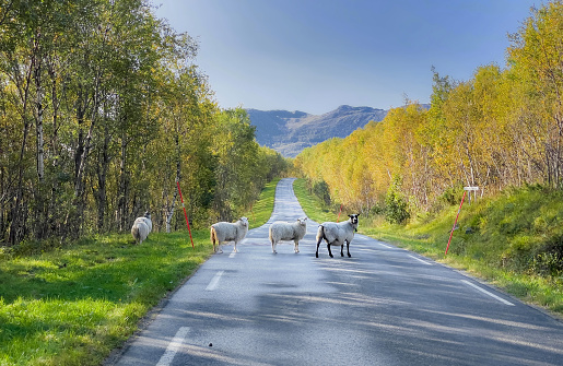 sheeps in freedom  crossing a rural road  in norway
