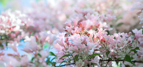 closeup on flowers of  apple tree  tree blooming in spring on blur lights background