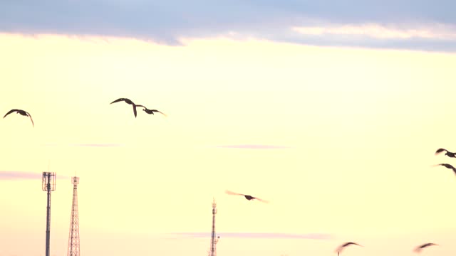 A flock of greater white-fronted geese flying in the evening sky in the Tokachi region of Hokkaido.