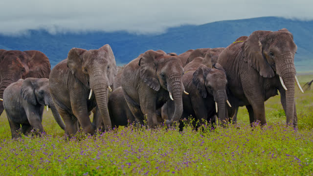 SLO MO Elephants stroll gracefully on Tanzania's lush meadow with purple wildflowers. Pachyderms moving elegantly through lush wildflowers