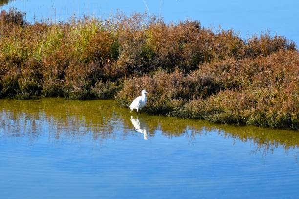 istock White colored little egret (Egretta garzetta) bird standing in water 1818131643