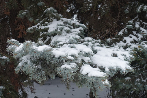 Grayish green foliage of Colorado blue spruce covered with snow in January