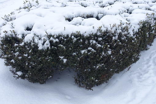 Shrubs of common boxwood covered with snow in January