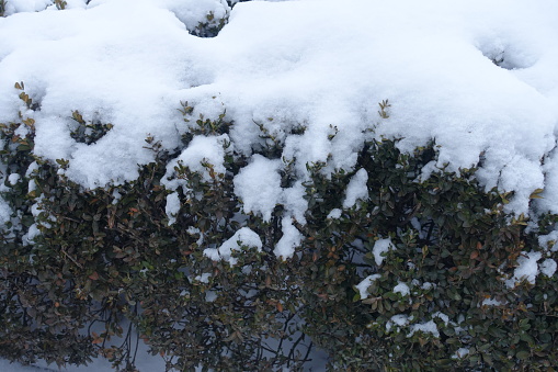 White snow on common boxwood in January