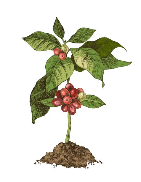 Vector illustration of Young coffee tree with beans