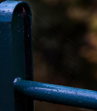 A closeup of a dewy spider web suspended on a blue metal pole.