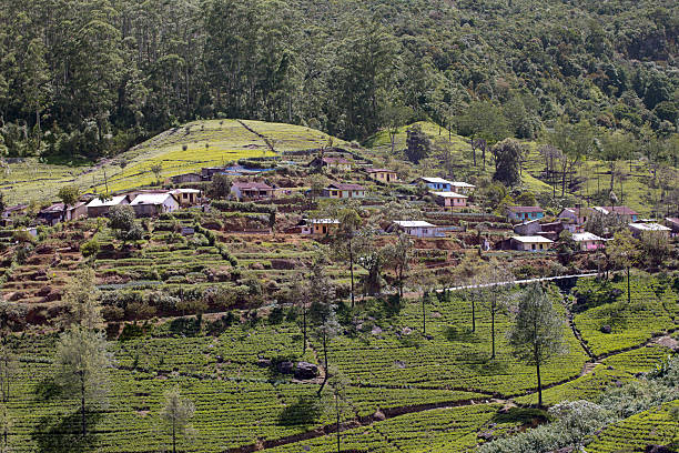 istock Sri Lanka tea garden mountains 181815570