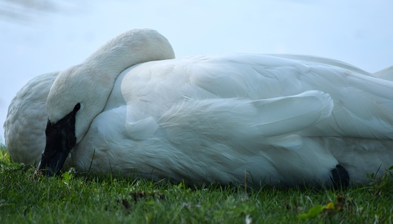 A closeup shot of a trumpeter swan resting on green grass