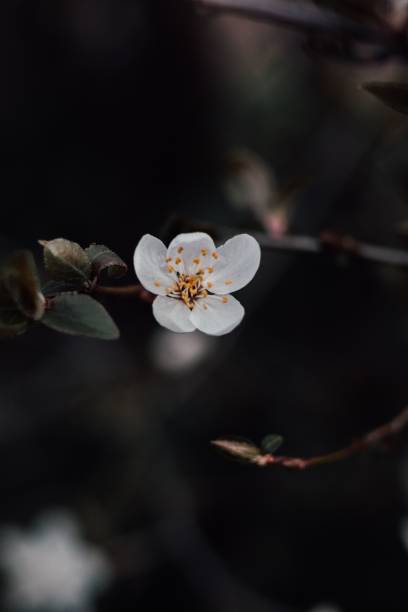 istock Closeup of a small white flower on a tree branch. 1818168001