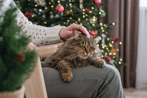 A fluffy cat sits on female lap against the background of a Christmas tree