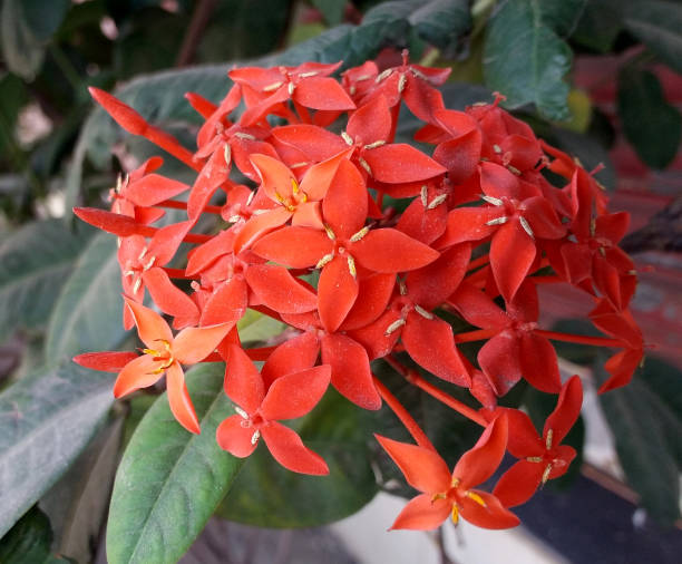 istock red Ixora flowers on the tree 1818179270