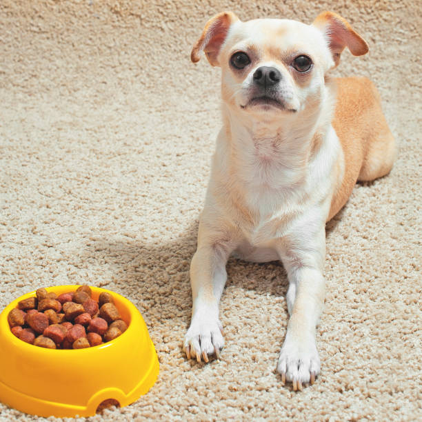 istock Chihuahua dog portrait. 1818182113