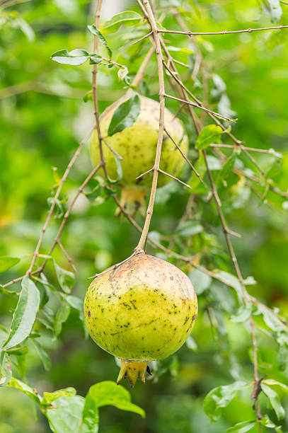 istock Pomegranate fruits 181818605