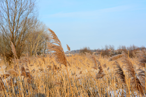 dry reeds on the winter lake with blue sky copy space