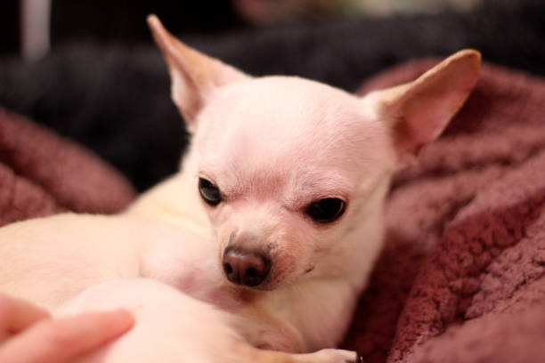 istock Chico the chihuahua is in a bad mood 1818190832