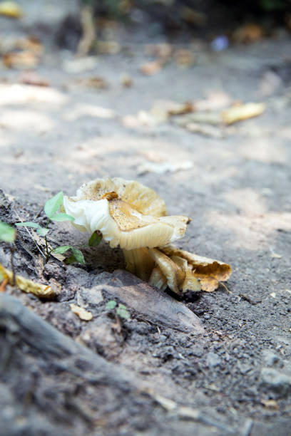 Close up of a rained sharp-crested russula mushroom, Russula amoenolens in the woodland.