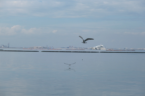Gannet flying over Manila Bay