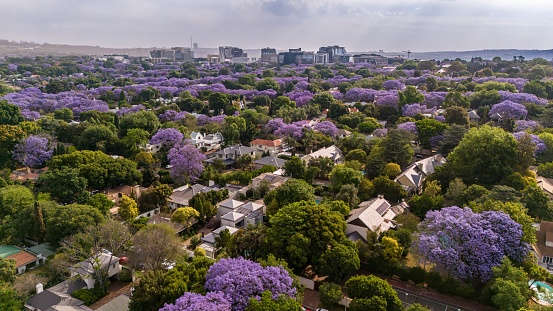 Aerial view of a cityscape blanketed in vibrant purple hues of jacaranda blossoms in Johannesburg