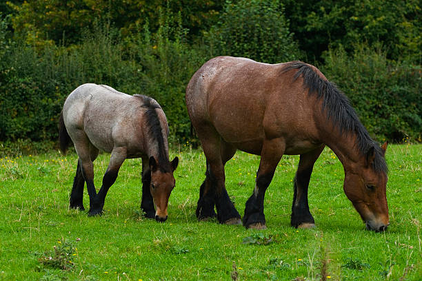 Mare and foal eating grass stock photo