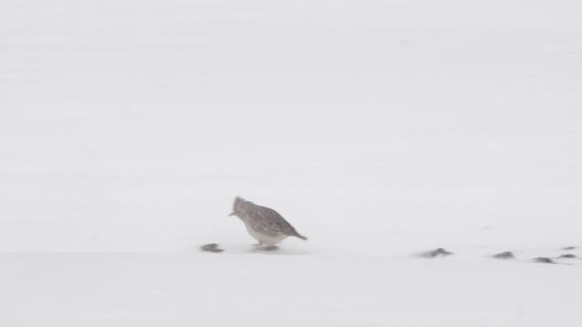 Eurasian skylark in snow