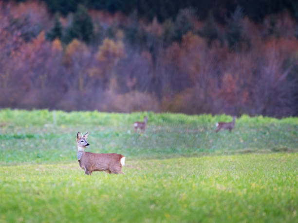 istock A cute young roebuck standing on the meadow. Capreolus capreolus. 1818221794