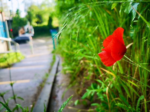 View of the red poppy flowers in the park