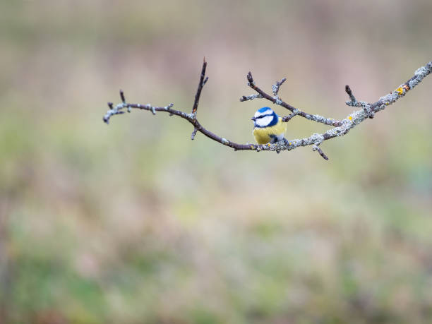 istock An Eurasian Blue Tit Standing in Perfect Balance on a Thin Branch 1818221869
