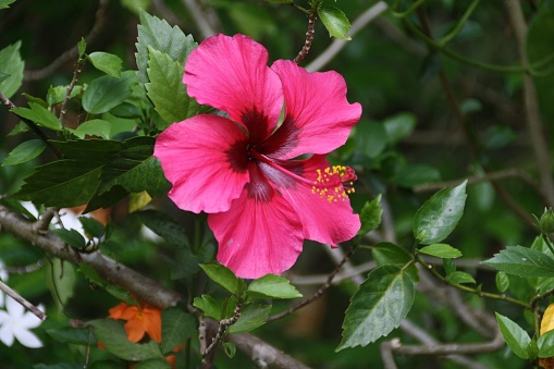 A closeup image of a vivid pink hibiscus flower with a bright red centre, the intricate detail of the petals and the eye-catching contrast