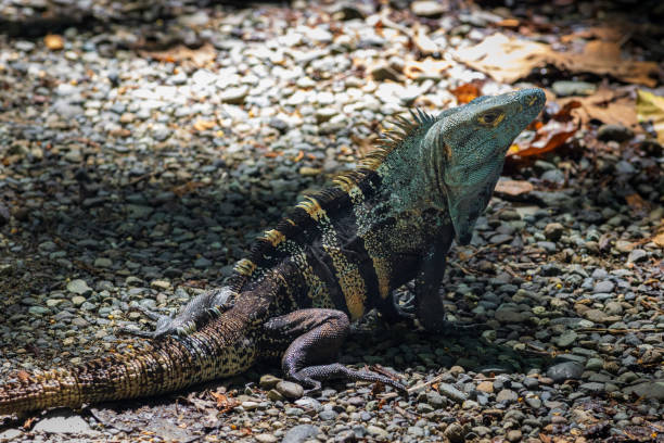 istock Beautiful iguana in Manuel Antonio Natural Park (Costa Rica) 1818234078