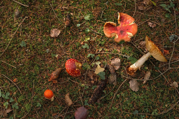 istock Forest Floor. Moss Texture Background. Woodland path close-up with mushrooms, cones, roots, pine needles. Top view. Atmospheric Nature. Ecology environment. Climate change. Earth Tones. Green lichen 1818234079