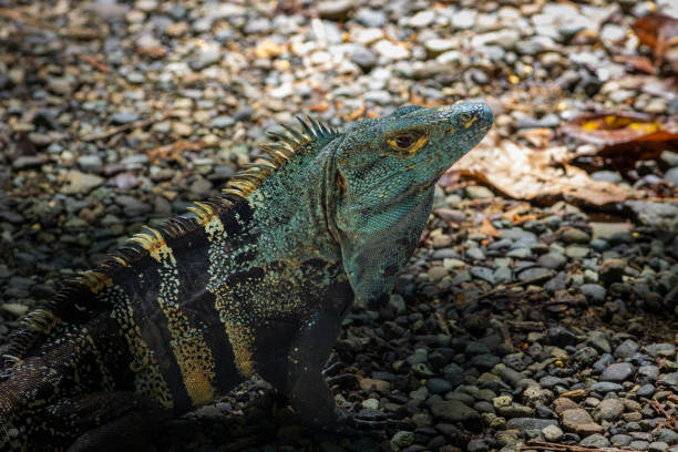 istock Beautiful iguana in Manuel Antonio Natural Park (Costa Rica) 1818234082