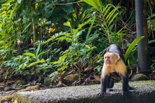 обезьяна-капуцин в природном парке мануэль антонио (коста-рика) - animals in the wild manuel antonio national park primate monkey стоковые фото и изображения