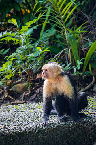 Mono capuchino en el Parque Natural Manuel Antonio (Costa Rica) photo