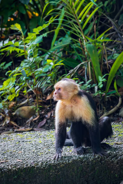 обезьяна-капуцин в природном парке мануэль антонио (коста-рика) - animals in the wild manuel antonio national park primate monkey стоковые фото и изображения