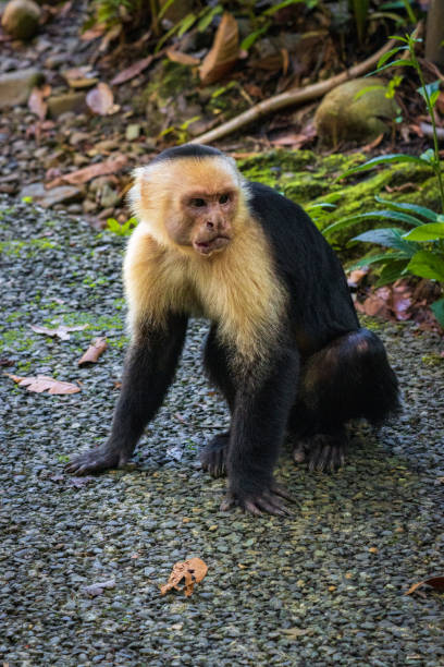 обезьяна-капуцин в природном парке мануэль антонио (коста-рика) - animals in the wild manuel antonio national park primate monkey стоковые фото и изображения