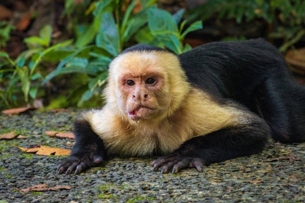 обезьяна-капуцин в природном парке мануэль антонио (коста-рика) - animals in the wild manuel antonio national park primate monkey стоковые фото и изображения