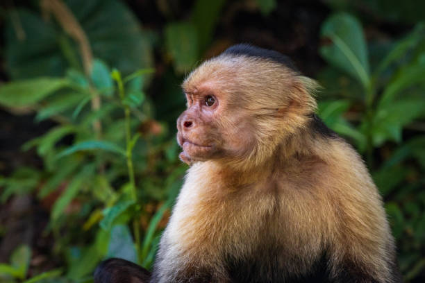 обезьяна-капуцин в природном парке мануэль антонио (коста-рика) - animals in the wild manuel antonio national park primate monkey стоковые фото и изображения