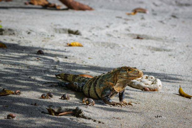 istock Beautiful iguana in Manuel Antonio Natural Park (Costa Rica) 1818236769