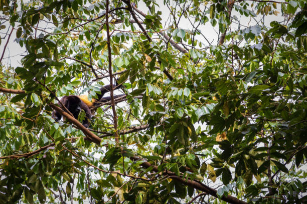 обезьяна-капуцин в природном парке мануэль антонио (коста-рика) - animals in the wild manuel antonio national park primate monkey стоковые фото и изображения