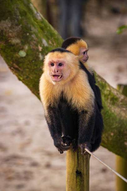 обезьяна-капуцин в природном парке мануэль антонио (коста-рика) - animals in the wild manuel antonio national park primate monkey стоковые фото и изображения