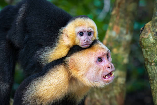 istock Capuchin monkey in Manuel Antonio Natural Park (Costa Rica) 1818237906