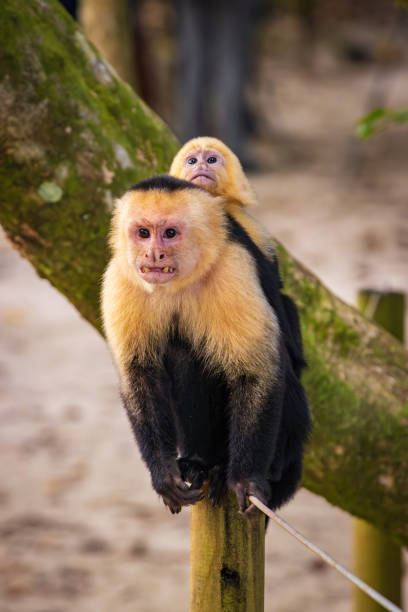 обезьяна-капуцин в природном парке мануэль антонио (коста-рика) - animals in the wild manuel antonio national park primate monkey стоковые фото и изображения